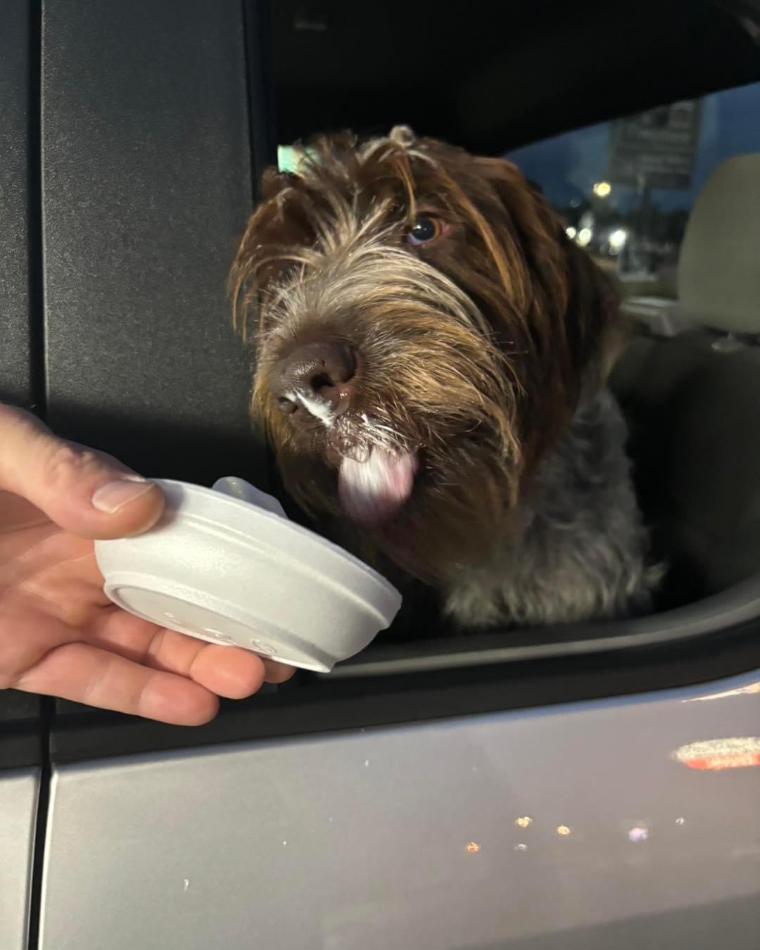 Pet Madness Contestant