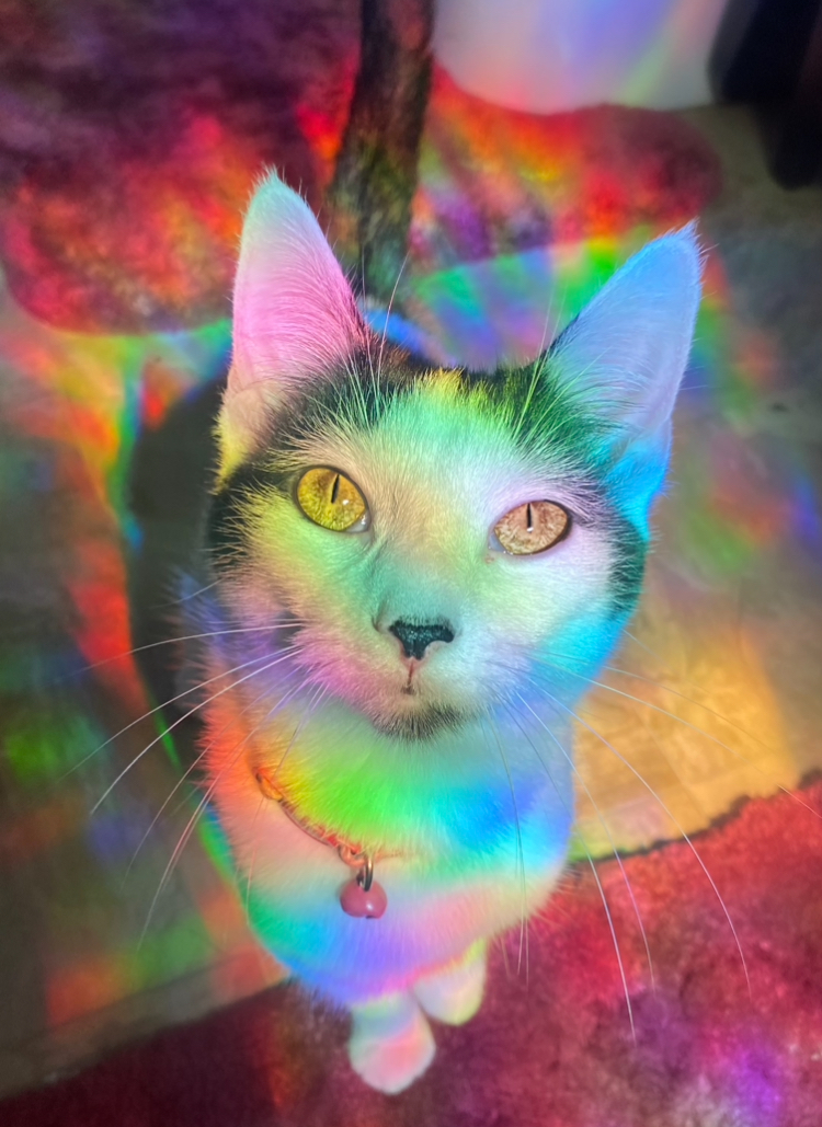 Pet Madness Contestant