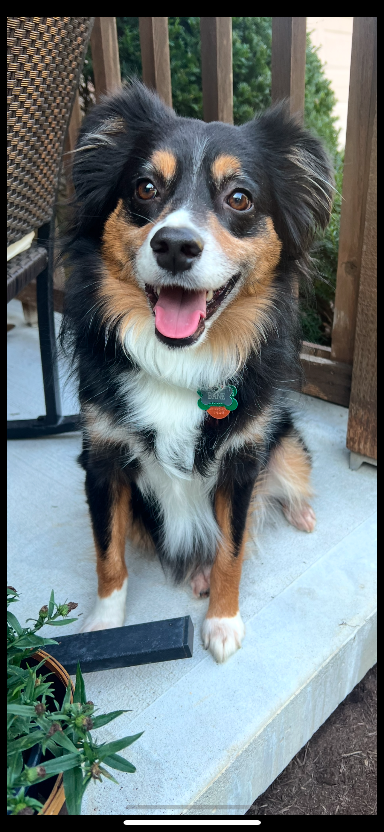 Pet Madness Contestant