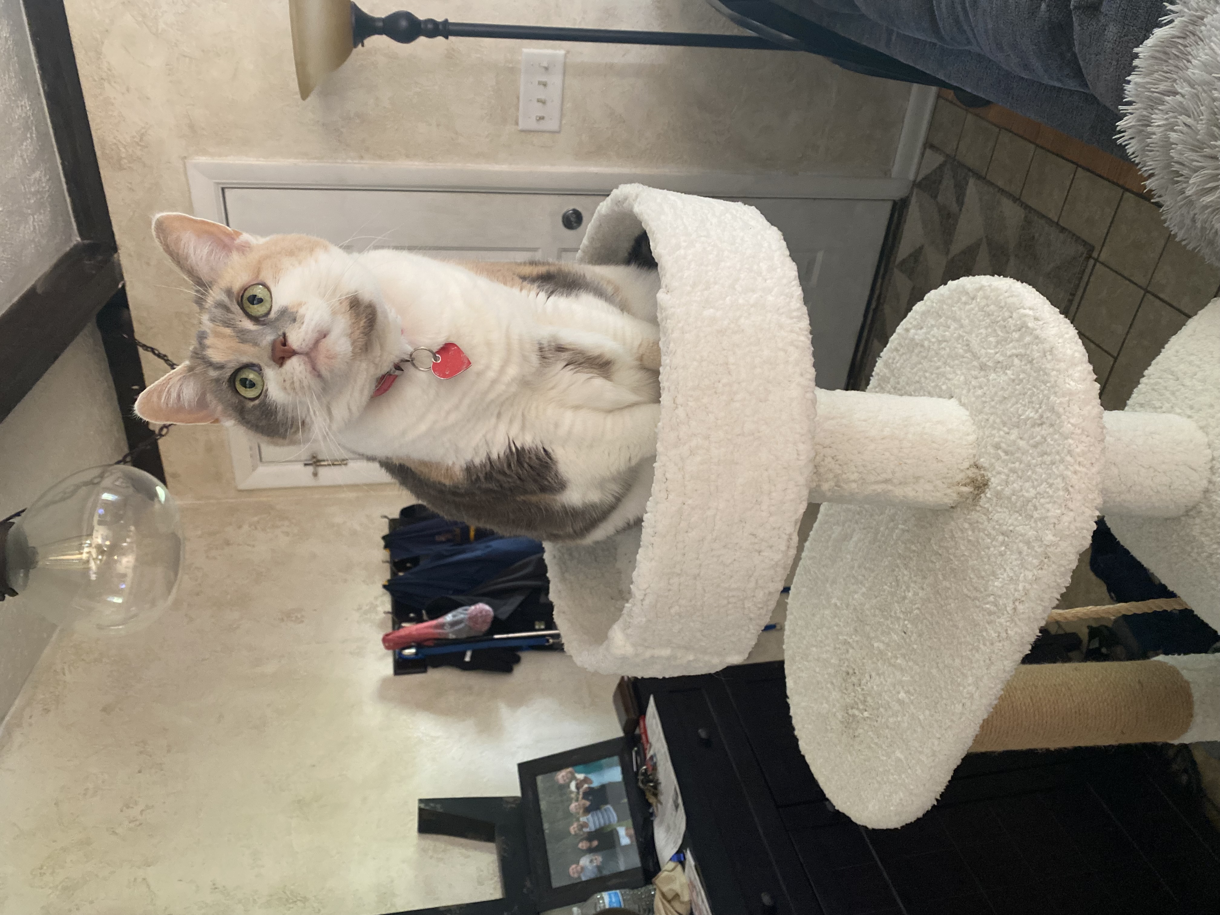 Pet Madness Contestant