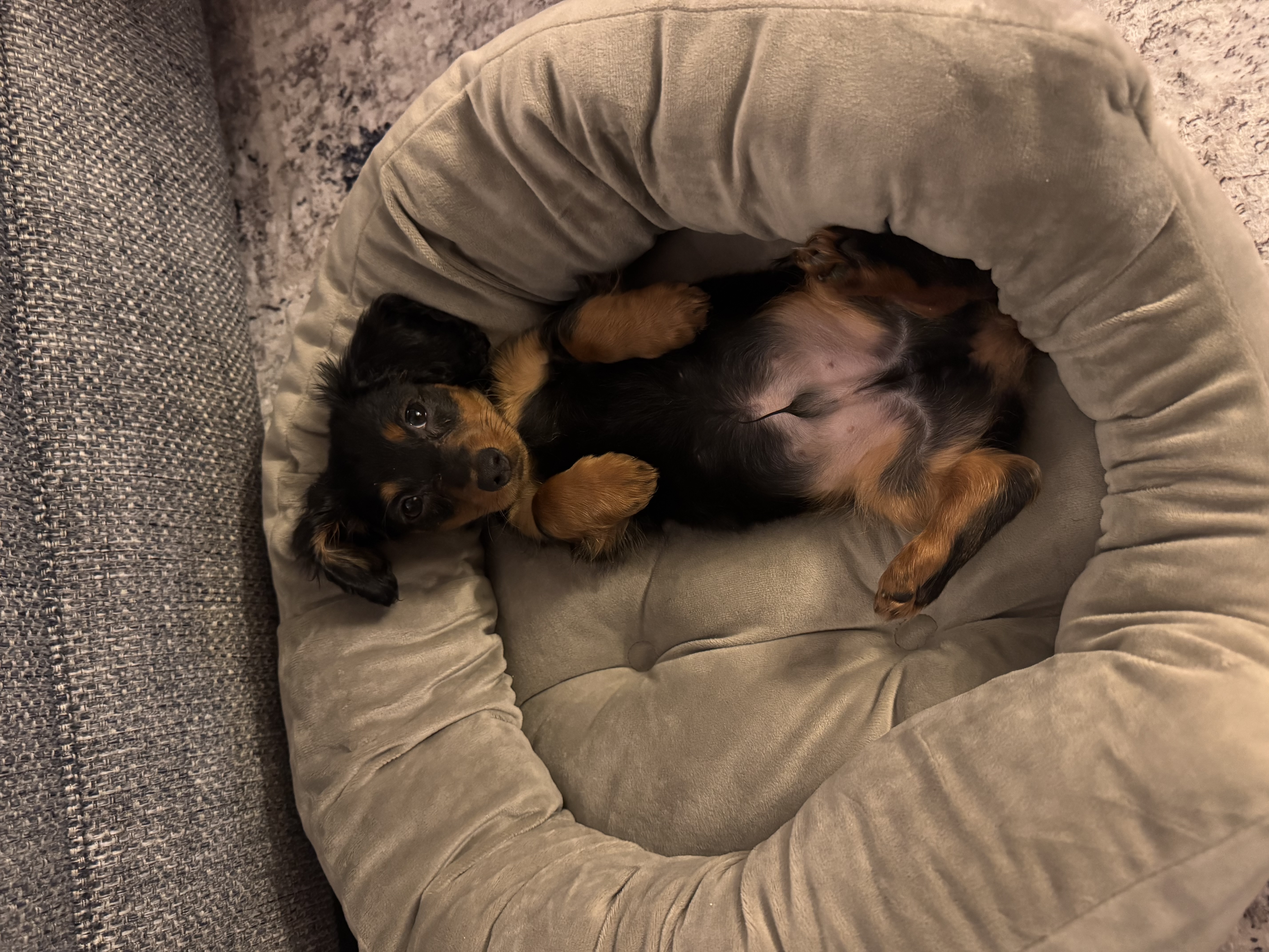 Pet Madness Contestant